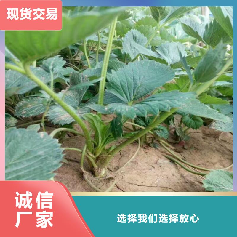 草莓苗桃树苗用品质赢得客户信赖