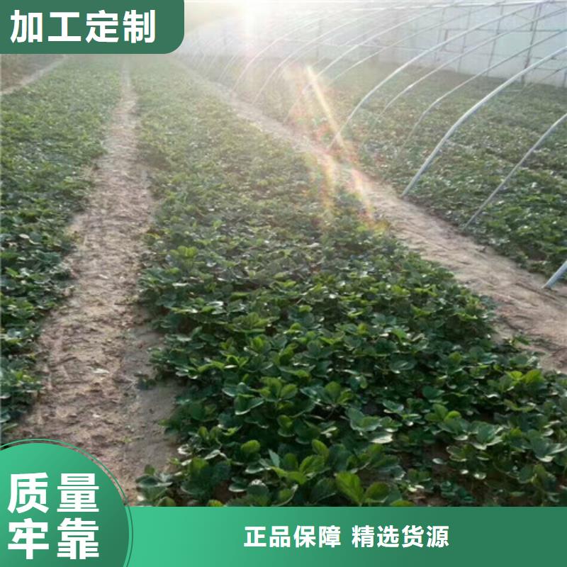 草莓苗,吉塞拉6号砧木从厂家买售后有保障