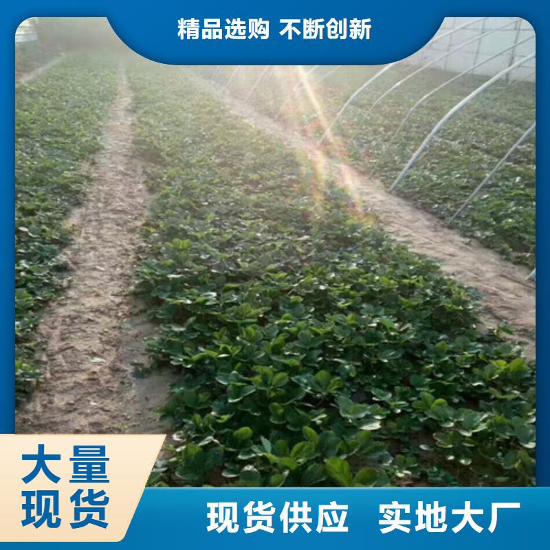 草莓苗-葡萄苗丰富的行业经验