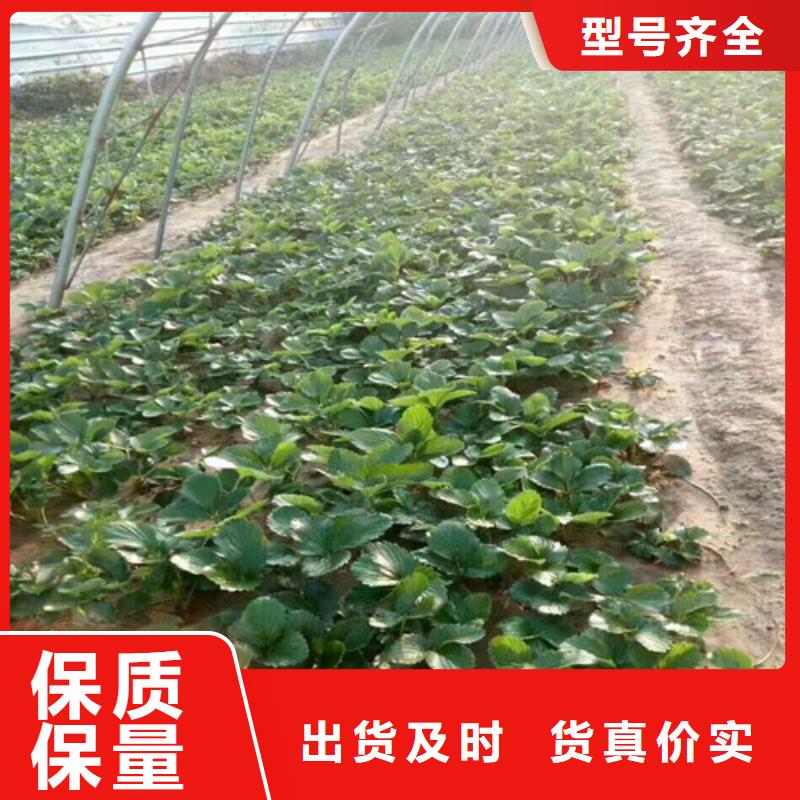草莓苗_红颜草莓出厂价