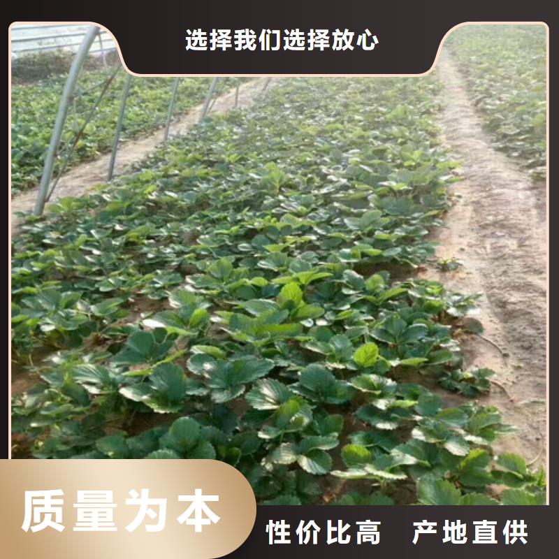 草莓苗-西梅树苗实力才是硬道理