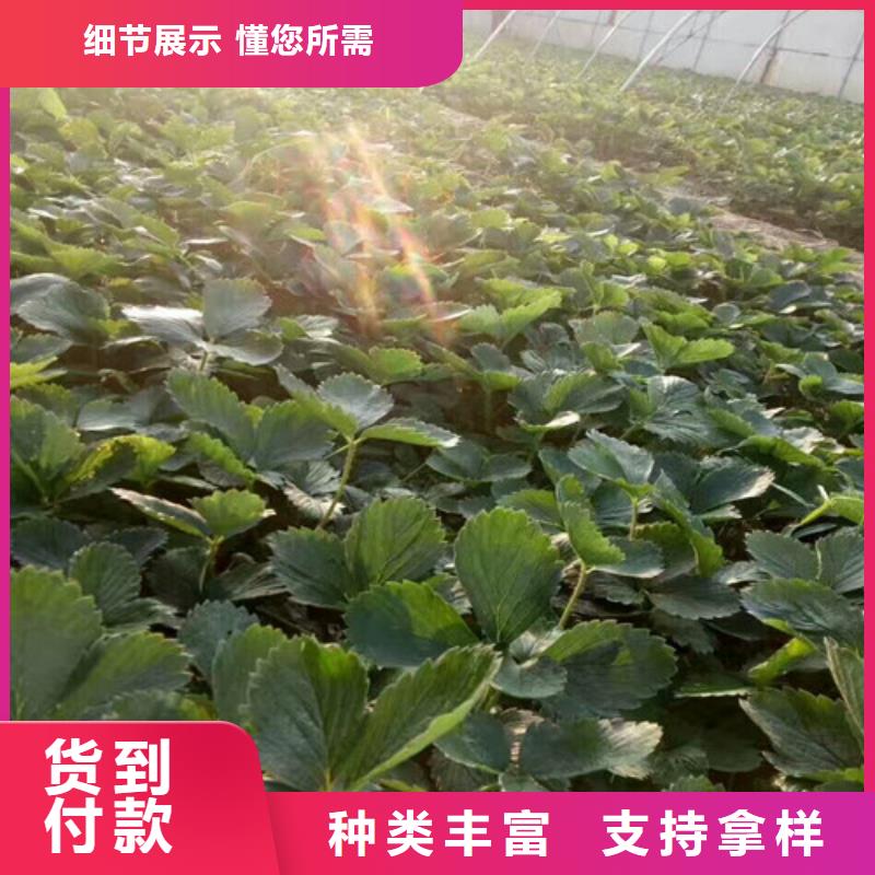 梨树苗视频-梨树苗(广祥)覆盖地域河南省开封市通许|尉氏|平顶山|郑州|商丘|三门峡|安阳|信阳|新乡