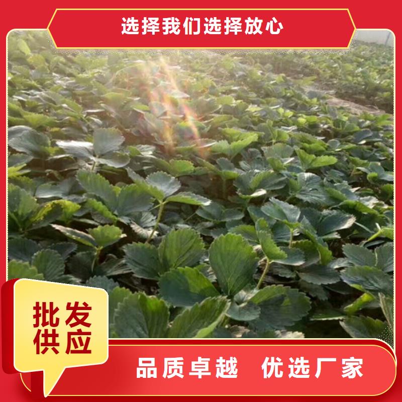 白草莓苗规格齐全