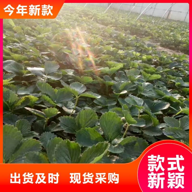 草莓苗-蜂糖李子树苗送货上门