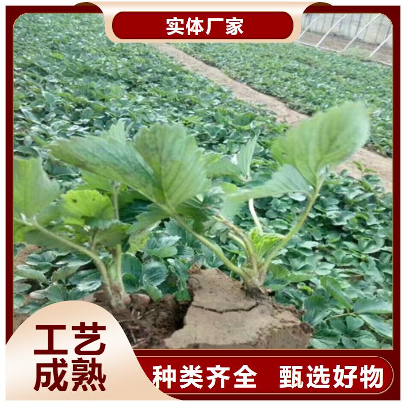 白草莓苗规格齐全