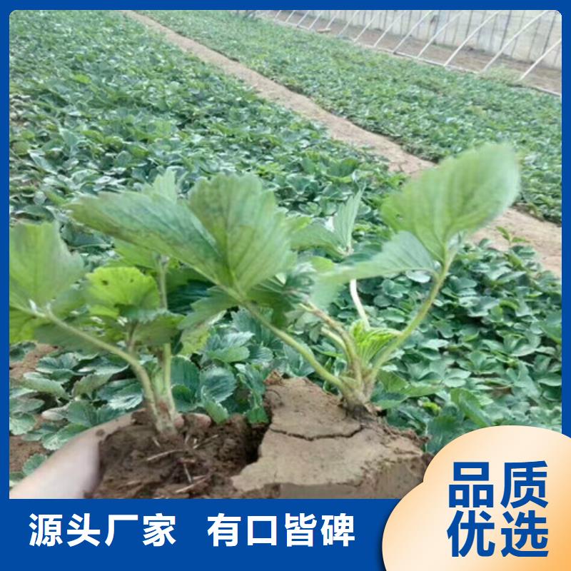 草莓苗苹果苗基地一致好评产品