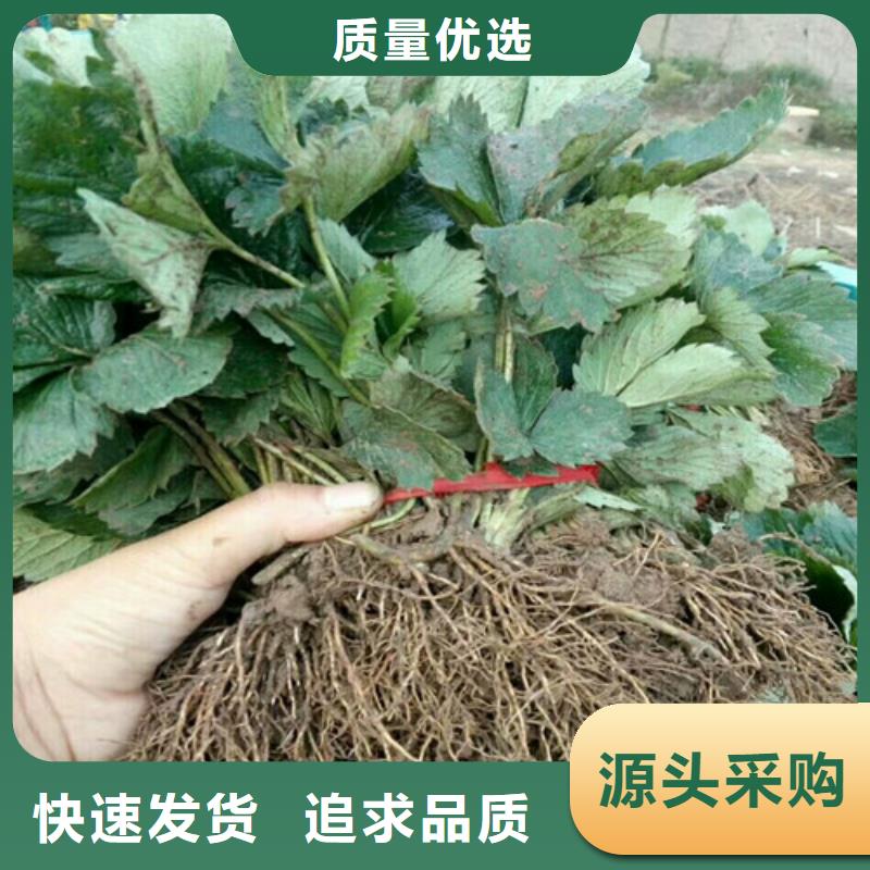草莓苗黄宝石梨树苗多年行业经验