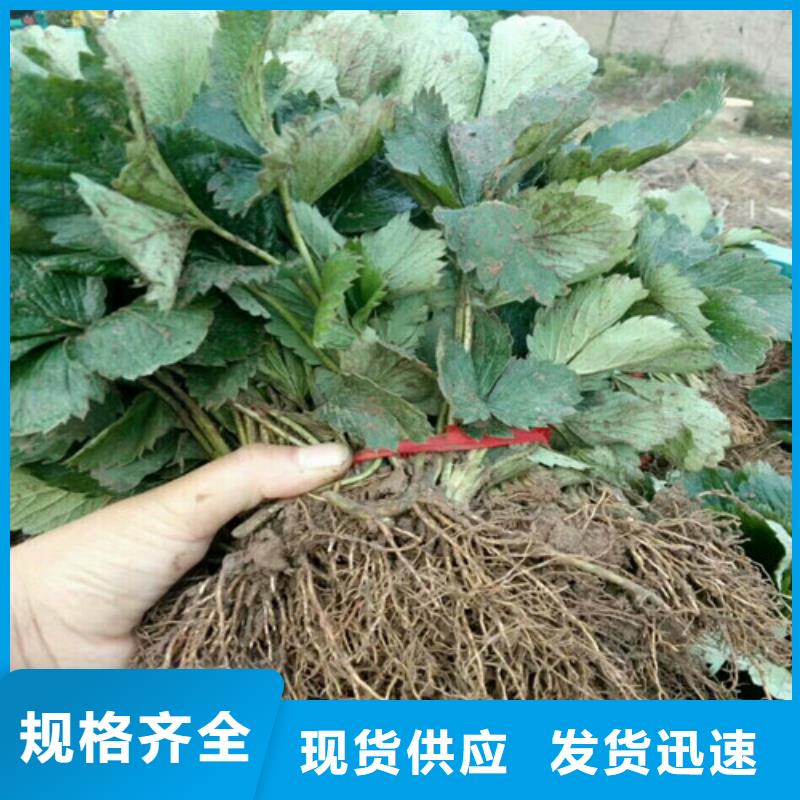 草莓苗阳光玫瑰葡萄树苗买的放心安兴用的舒心