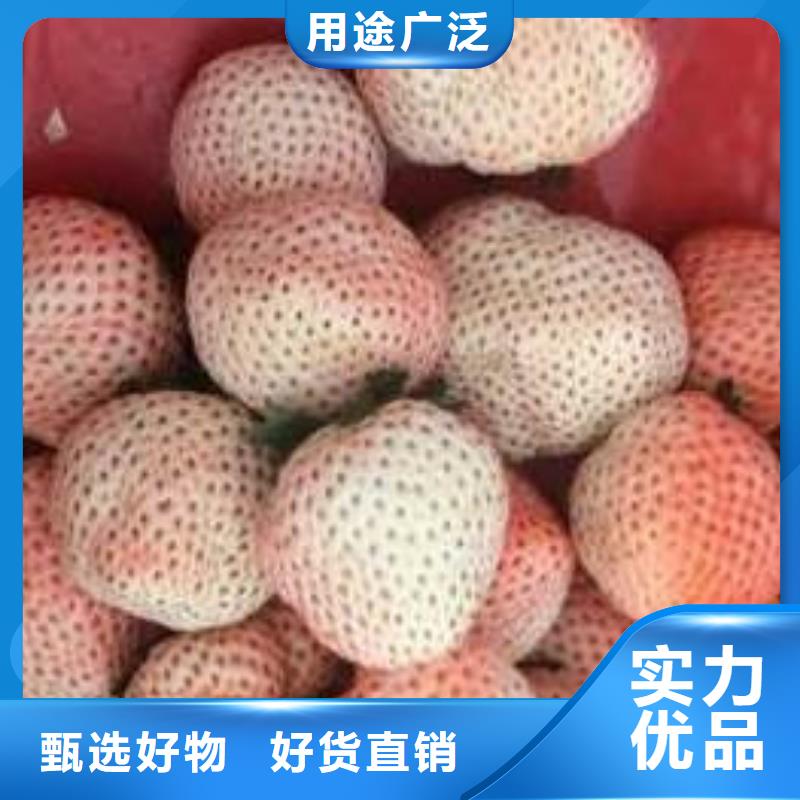 草莓苗桃树苗基地品质保障售后无忧
