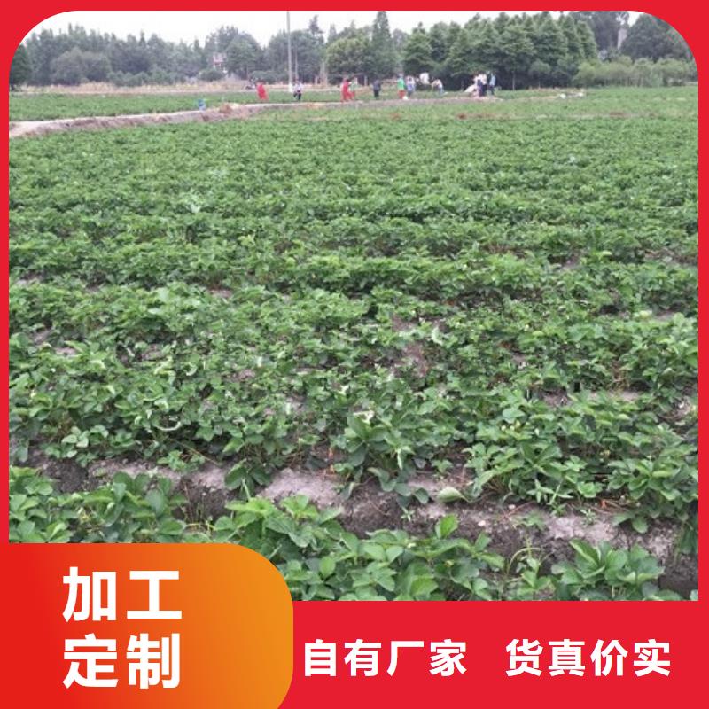 草莓苗油桃树苗一站式采购方便省心