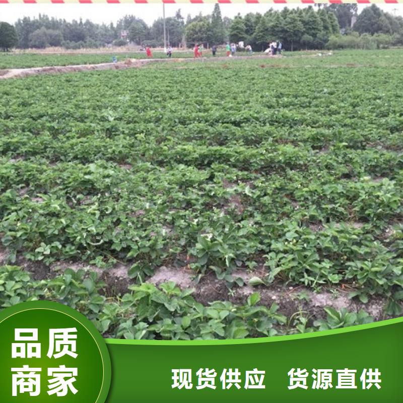 草莓苗苹果苗基地专心专注专业