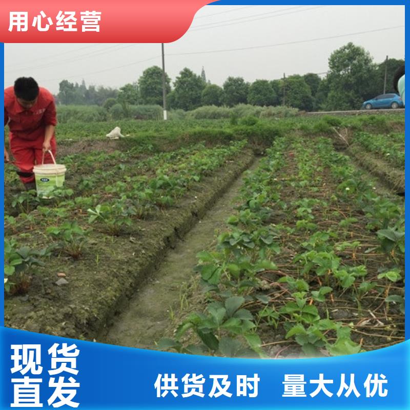 草莓苗-西梅树苗实力才是硬道理