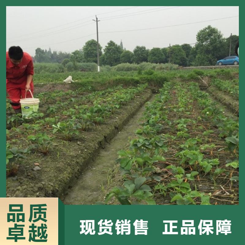 草莓苗蜂糖李子树苗厂家售后完善
