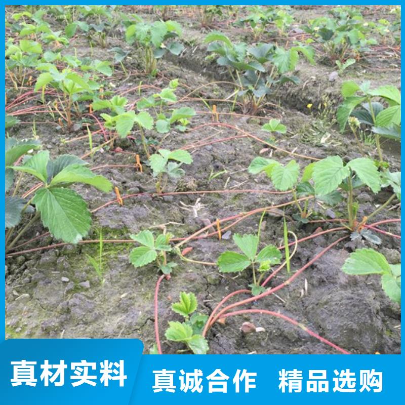 草莓苗苹果苗基地一致好评产品
