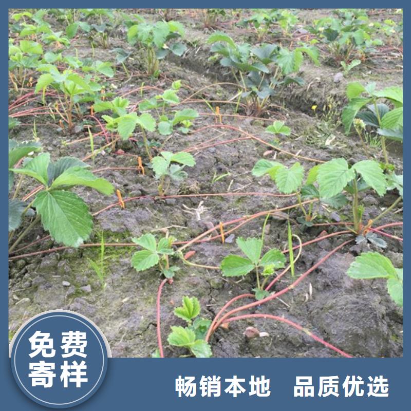 梨树苗视频-梨树苗(广祥)覆盖地域河南省开封市通许|尉氏|平顶山|郑州|商丘|三门峡|安阳|信阳|新乡
