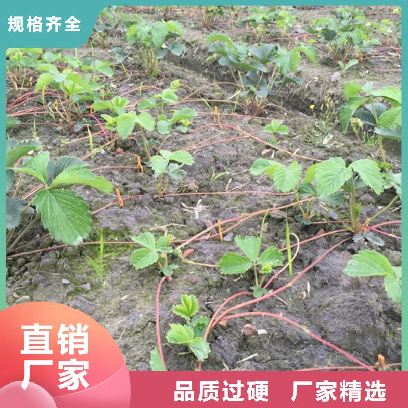 梨树苗-视频-梨树苗-广祥农业科技(西藏分公司)服务区域林芝|拉萨|那曲|昌都|山南