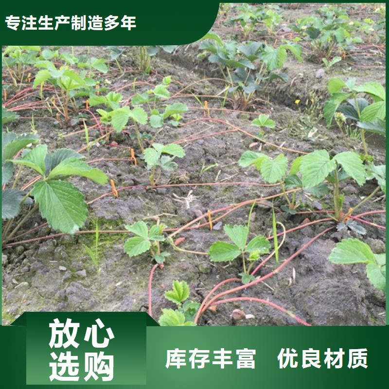 草莓苗艾琳娜西梅树苗厂家销售