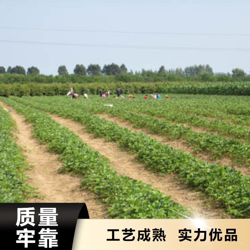 草莓苗-蜂糖李子树苗送货上门