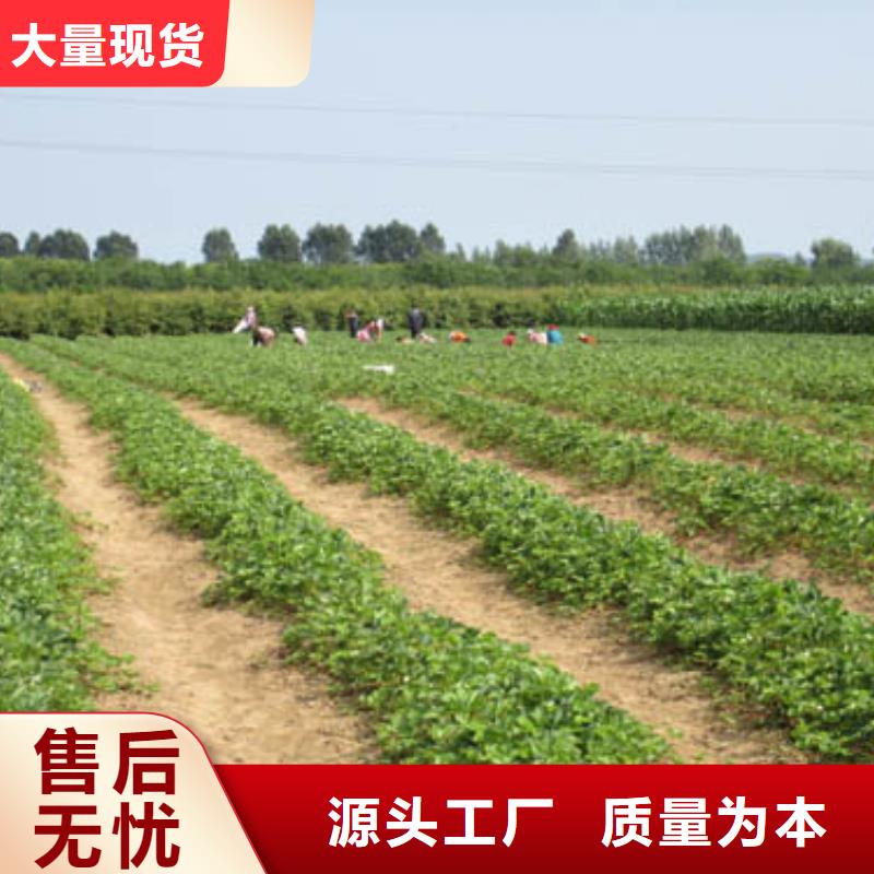 草莓苗草莓用心经营