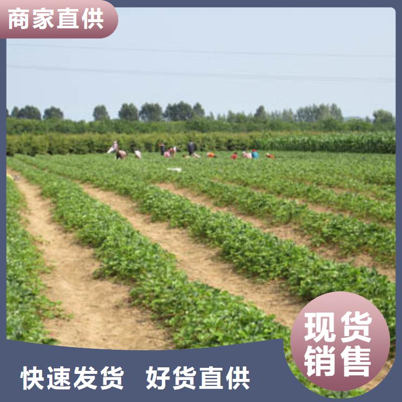 梨树苗-视频-梨树苗-广祥农业科技(西藏分公司)服务区域林芝|拉萨|那曲|昌都|山南
