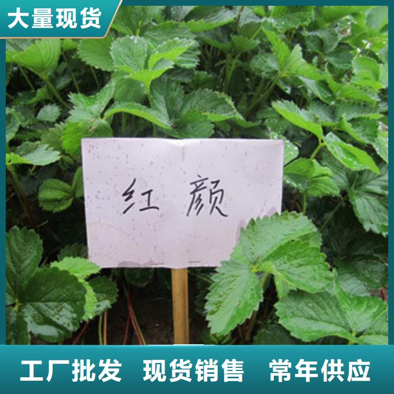草莓苗葡萄苗基地支持定制加工