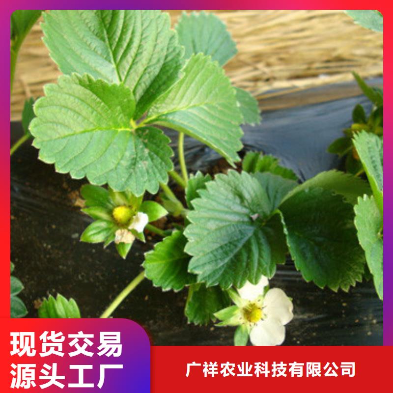 草莓苗草莓苗价格产地货源