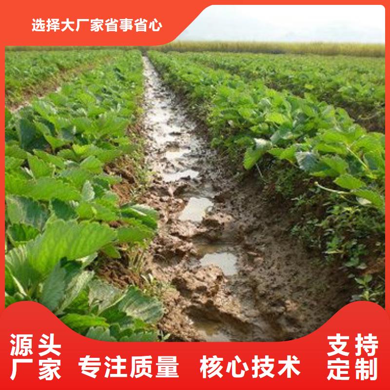 草莓苗_黄金苹果树苗源厂直接供货