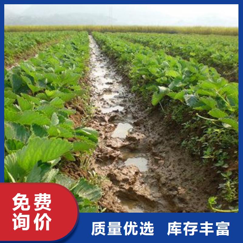 草莓苗珍珠枣油桃树苗老客户钟爱