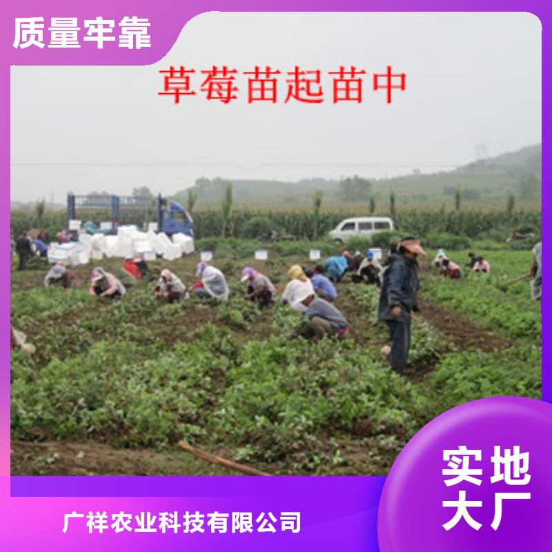 草莓苗,红富士苹果树苗产品性能