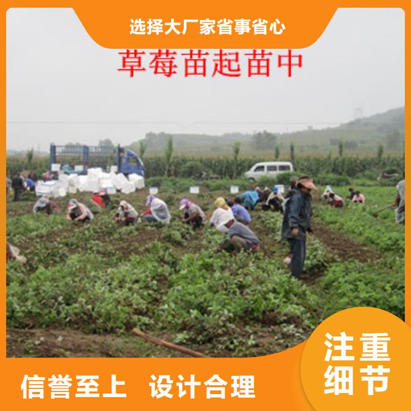 草莓苗果树苗批发基地好产品好服务