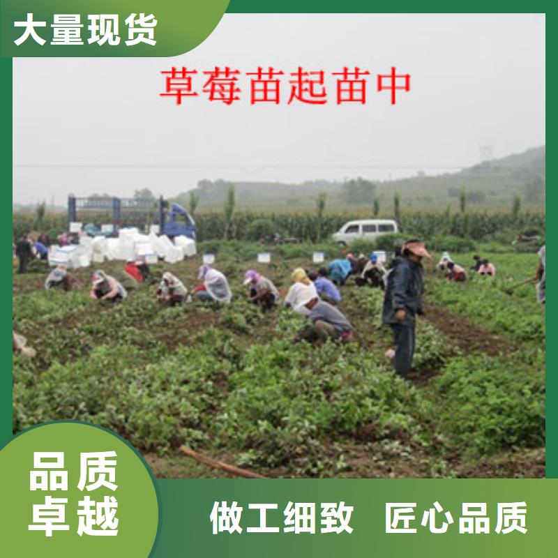 草莓苗樱桃苗从厂家买售后有保障
