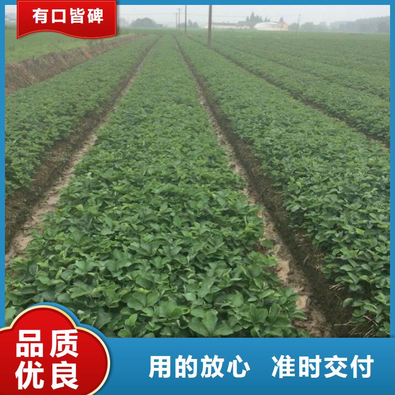 草莓苗油桃树苗一站式采购方便省心