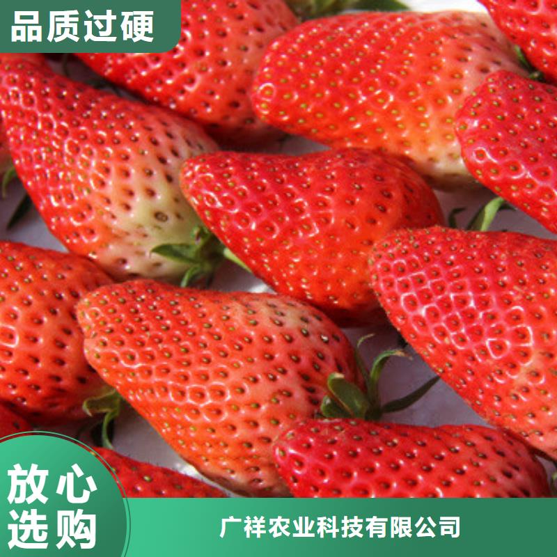 草莓苗草莓苗价格产地货源