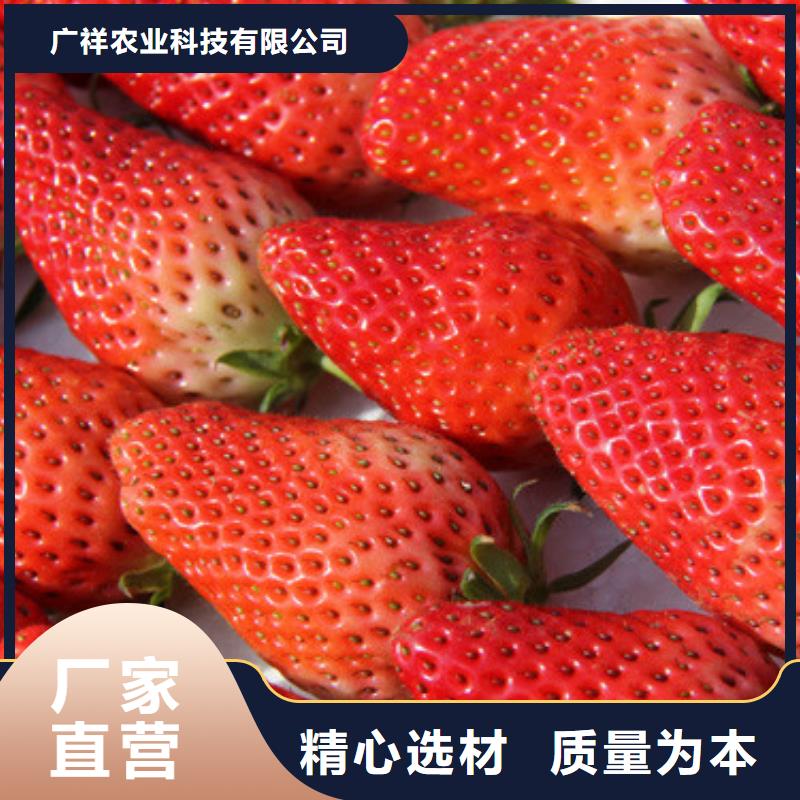草莓苗黄桃树苗售后无忧