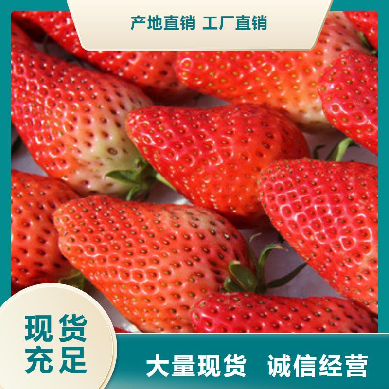 草莓苗珍珠枣油桃树苗老客户钟爱