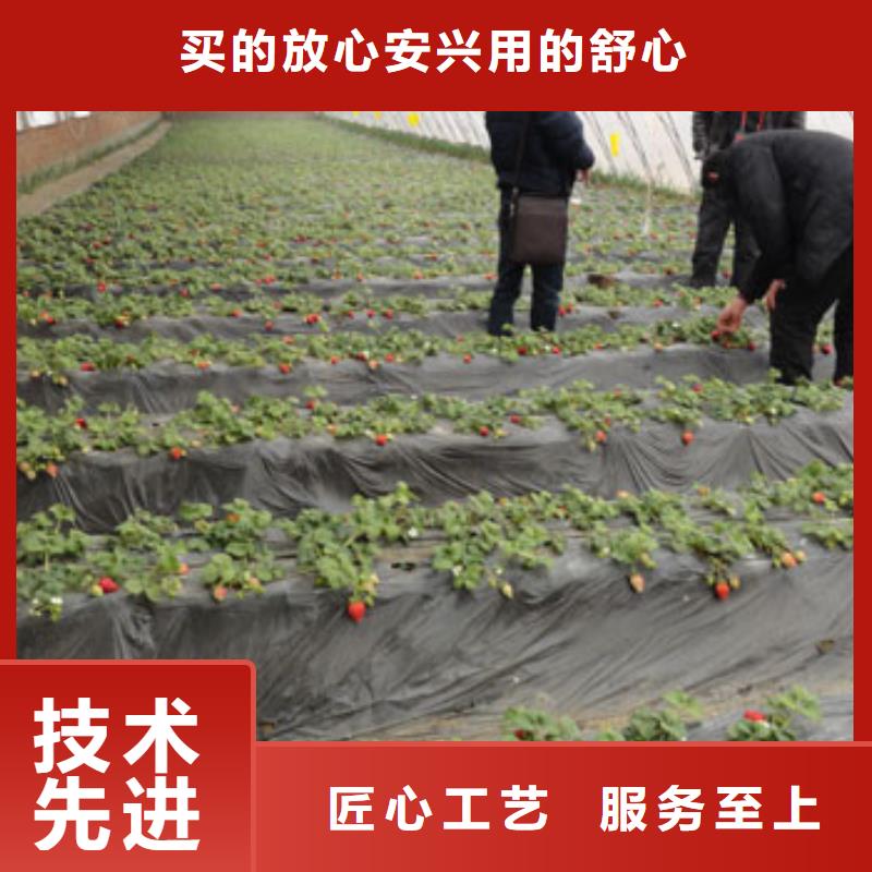 草莓苗-蜂糖李子树苗送货上门