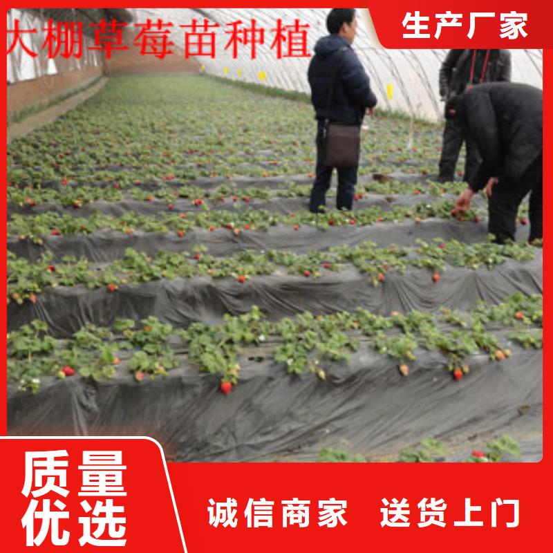 草莓苗阳光玫瑰葡萄树苗买的放心安兴用的舒心