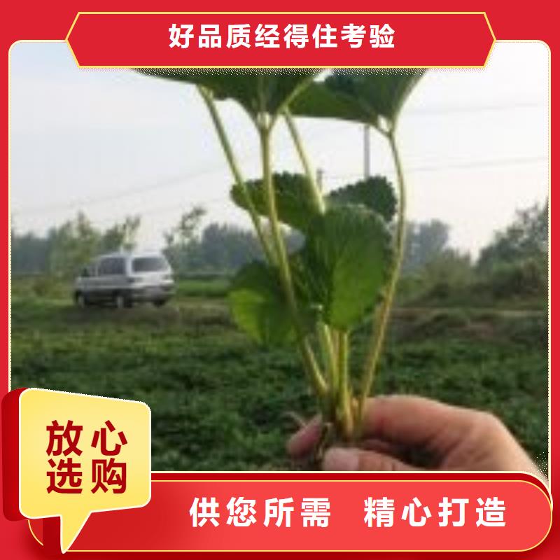 草莓苗苹果苗基地一致好评产品