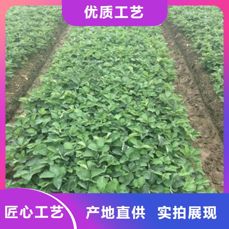 草莓苗苹果苗来图来样定制