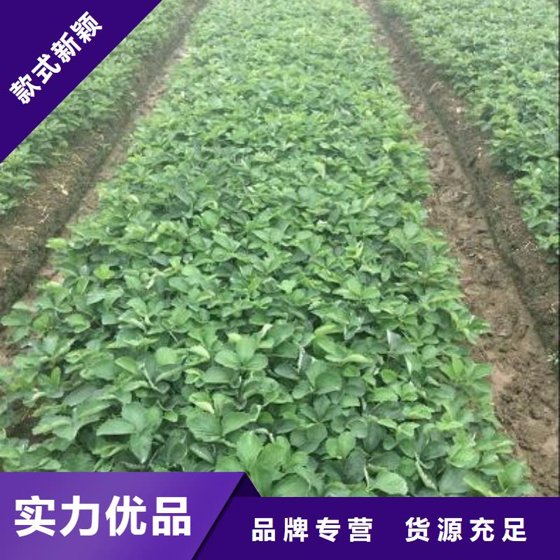 梨树苗视频-梨树苗(广祥)覆盖地域河南省开封市通许|尉氏|平顶山|郑州|商丘|三门峡|安阳|信阳|新乡