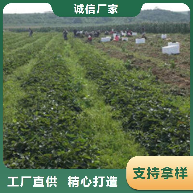 草莓苗阳光玫瑰葡萄树苗买的放心安兴用的舒心