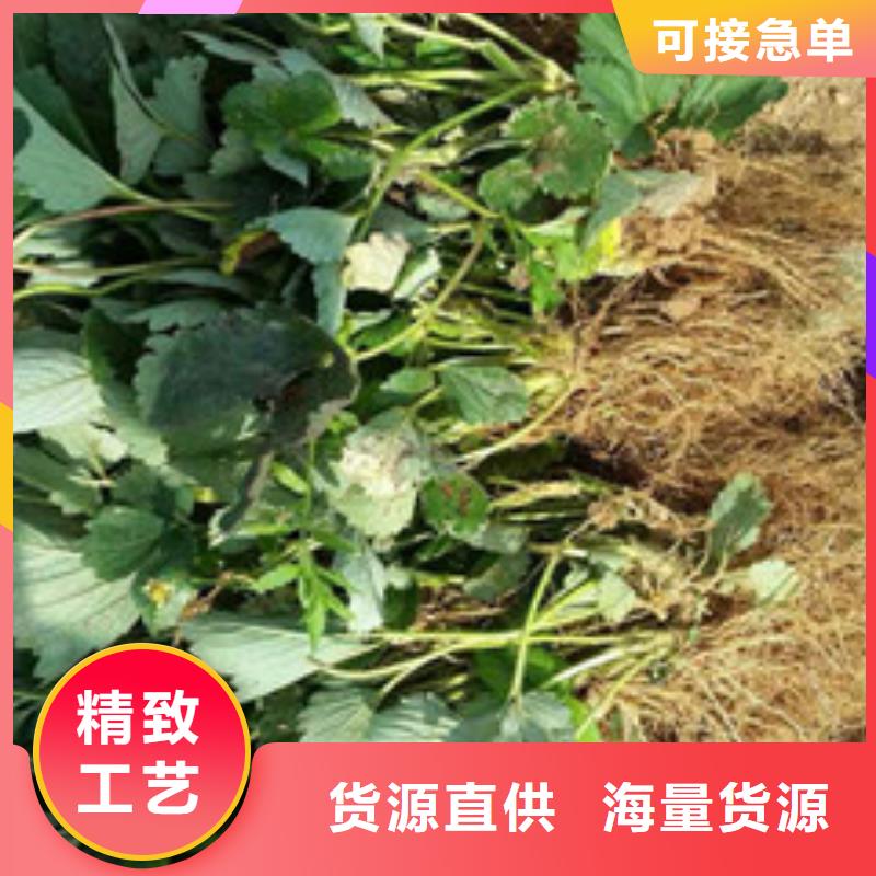 草莓苗-葡萄苗丰富的行业经验