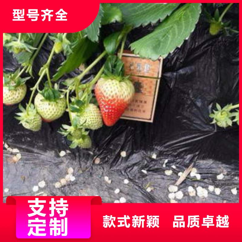 草莓苗黄宝石梨树苗多年行业经验
