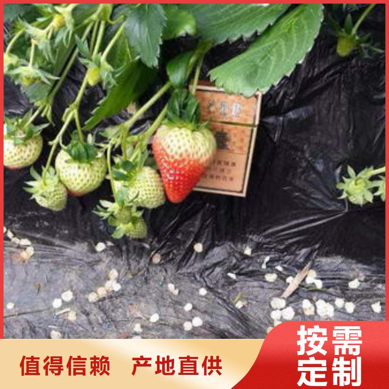 草莓苗桃树苗用品质赢得客户信赖