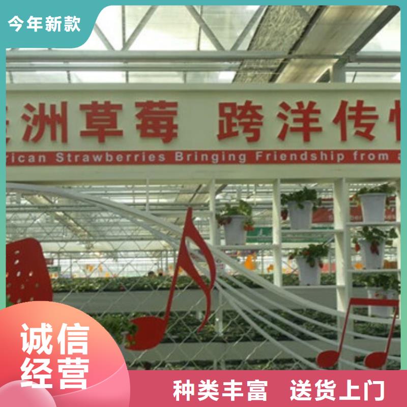 草莓苗-西梅树苗实力才是硬道理