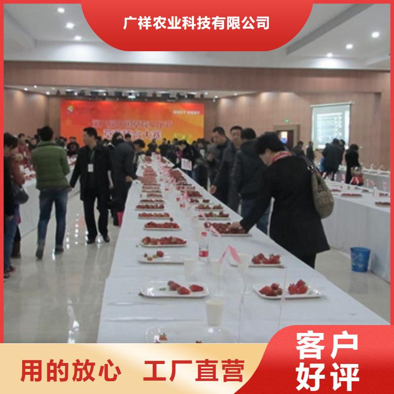 草莓苗_黄桃树苗产品优势特点