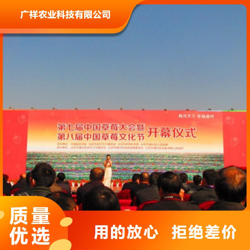 草莓苗 无花果树苗多家仓库发货