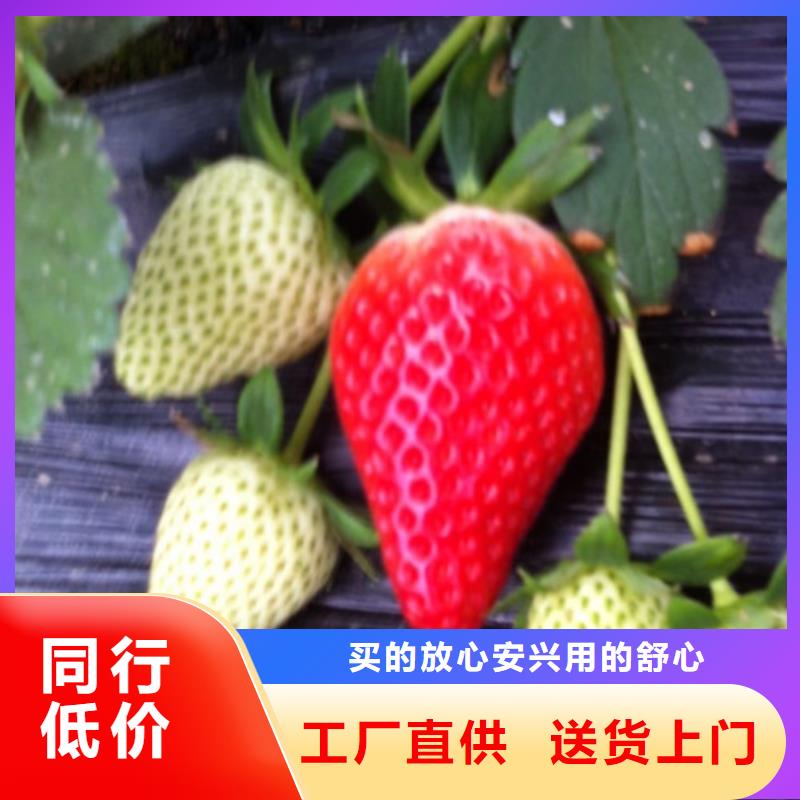 草莓苗_苹果苗基地源头厂家量大价优