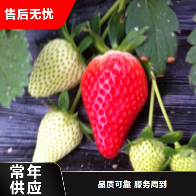 梨树苗视频-梨树苗(广祥)覆盖地域河南省开封市通许|尉氏|平顶山|郑州|商丘|三门峡|安阳|信阳|新乡