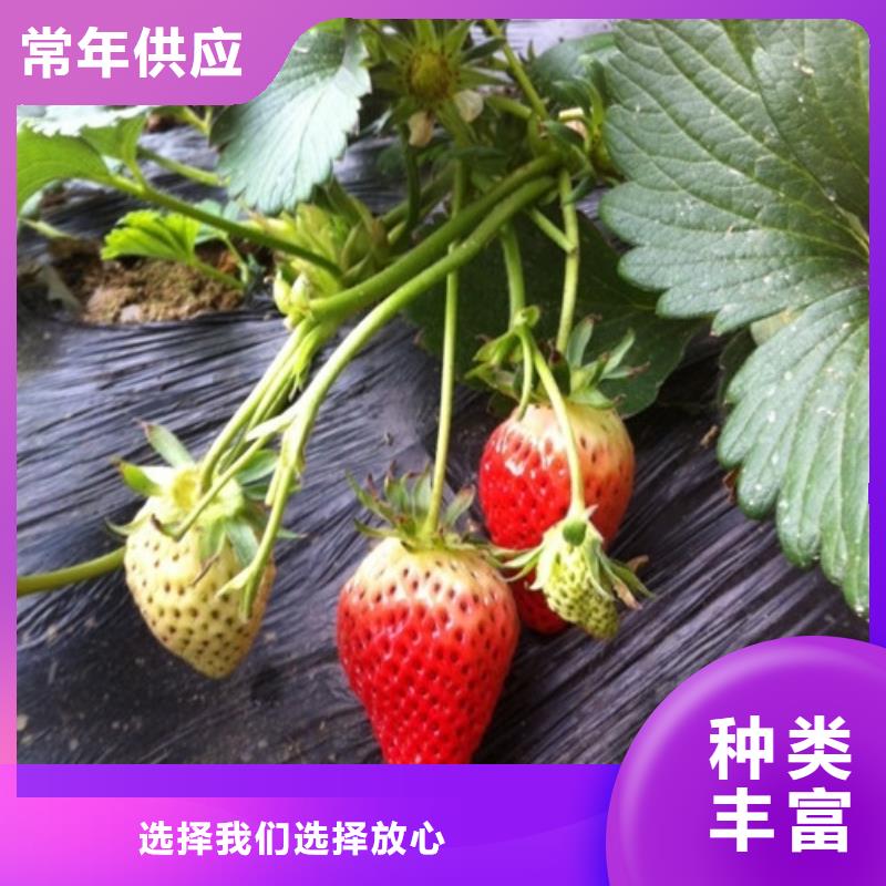 草莓苗梨树苗基地本地厂家值得信赖